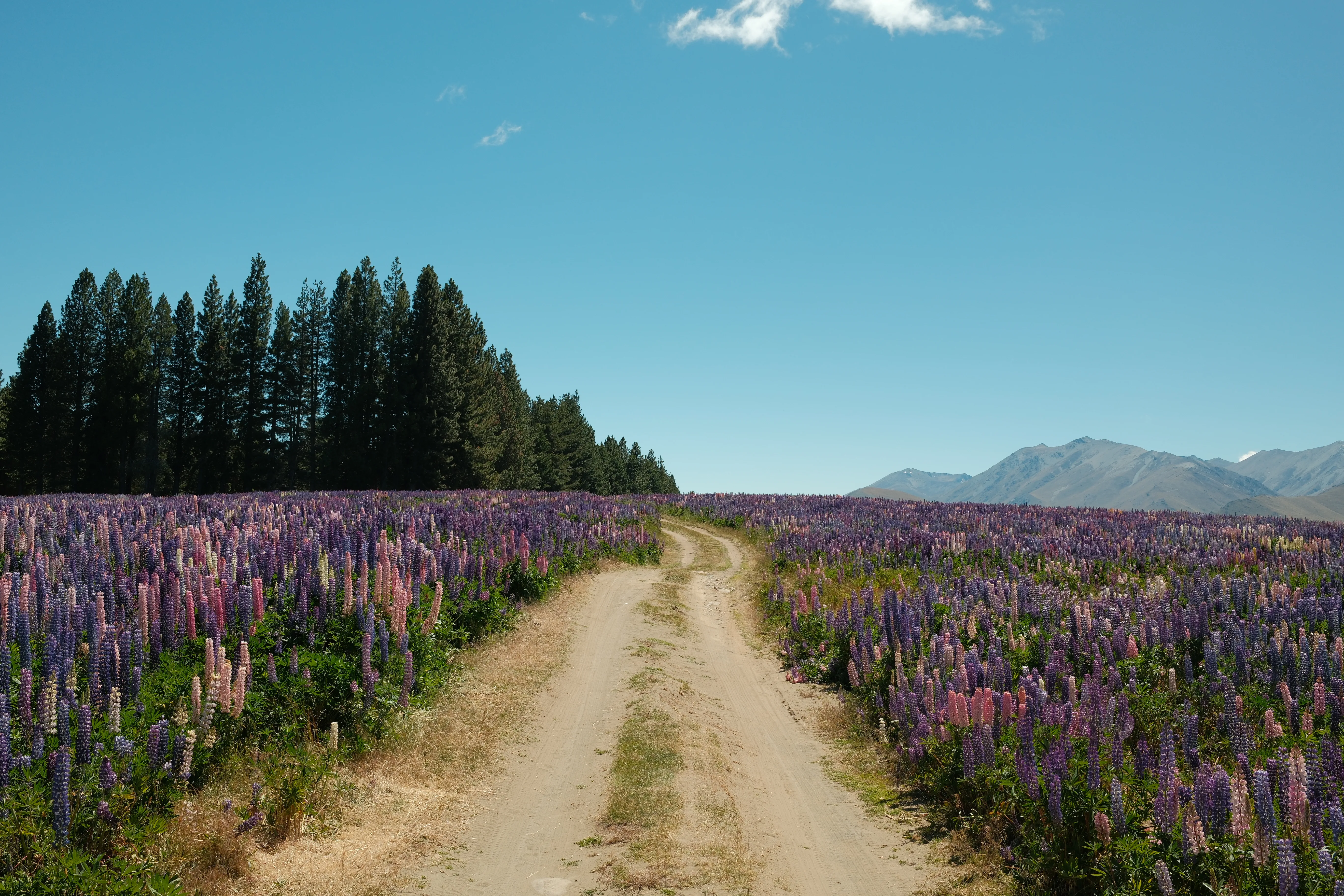 Release the tension - serene New Zealand lake